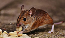 24 Hour & Emergency Exterminators in Seville, IL